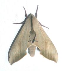 Pseudoclanis postica