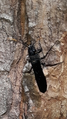 Urocerus cressoni