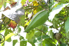 Cynanchum annularium