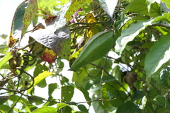 Cynanchum annularium