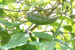 Cynanchum annularium