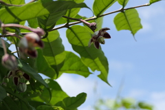 Cynanchum annularium