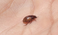 Diaperinae