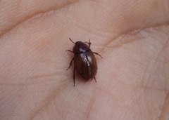 Diaperinae