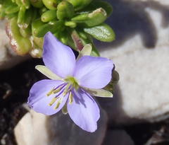Heliophila subulata