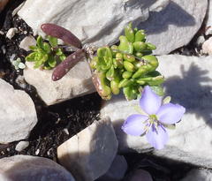 Heliophila subulata