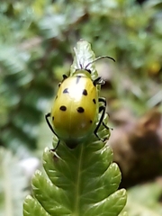 Diabrotica decempunctata