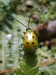 Diabrotica decempunctata