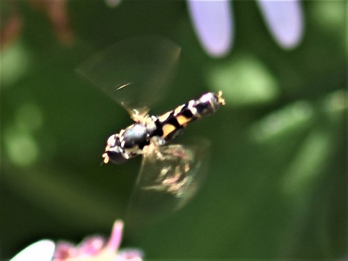 Thick-legged Hover Fly, Groesbeek, Nederland, photo 10 of 10