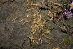 Sporobolus aculeatus