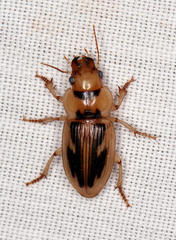 Bradybaenus opulentus