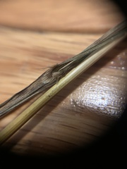 Melica subulata