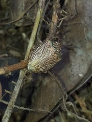 Antiteuchus macraspis