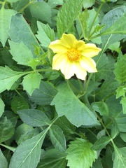 Dahlia pinnata