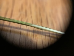 Melica subulata