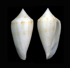 Conus alabaster