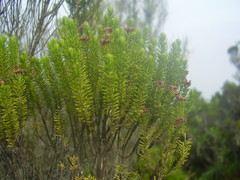 Erica thomensis