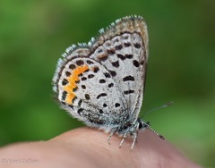 Euphilotes ancilla