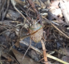 Antiteuchus macraspis