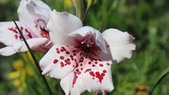 Gladiolus variegatus