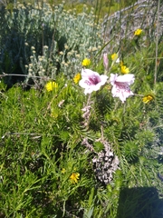 Gladiolus variegatus