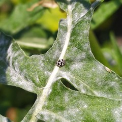 Psyllobora picta