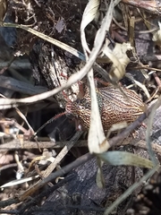 Antiteuchus macraspis