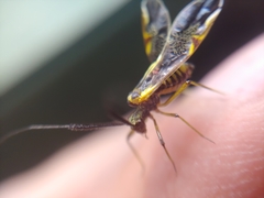 Dictyopsocus pennicornis