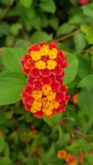 Lantana camara
