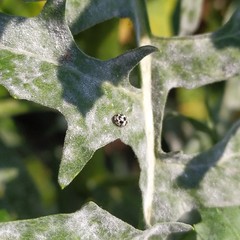 Psyllobora picta