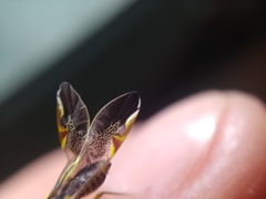 Dictyopsocus pennicornis