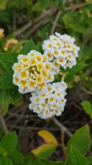Lantana camara