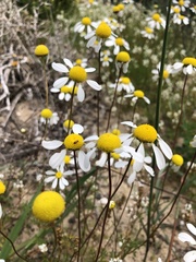 Foveolina tenella