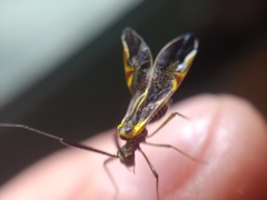 Dictyopsocus pennicornis
