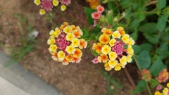 Lantana camara