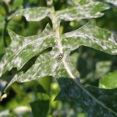 Psyllobora picta