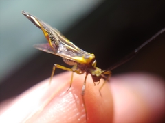 Dictyopsocus pennicornis