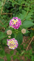 Lantana camara