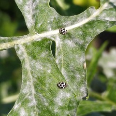 Psyllobora picta