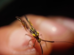 Dictyopsocus pennicornis