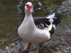 Cairina moschata domestica