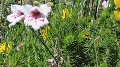 Gladiolus variegatus