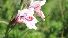 Gladiolus variegatus