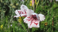 Gladiolus variegatus