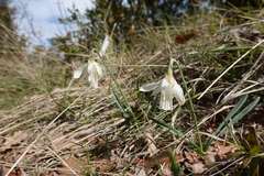 Narcissus moschatus