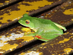 Rhacophorus malabaricus