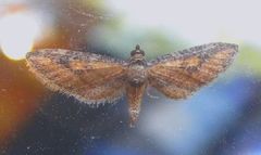 Eupithecia biedermanata