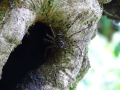 Heteropodinae