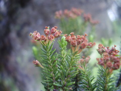 Erica thomensis