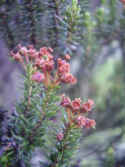 Erica thomensis